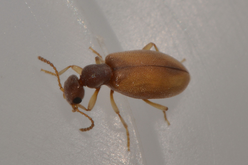 Anthicidae:  Anthicus schmidtii immaturo